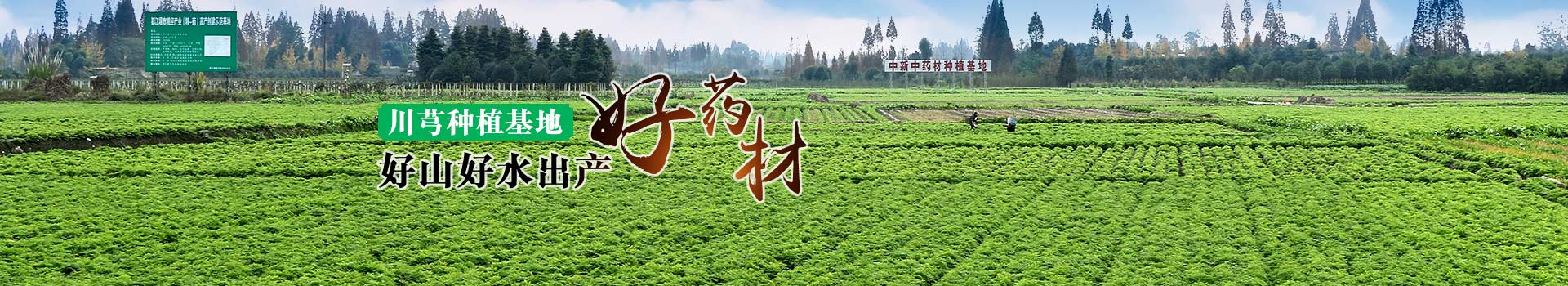 川芎種植基地，好山好水出產(chǎn)好藥材